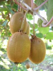 Agricoltura Biologica L'Ostal 